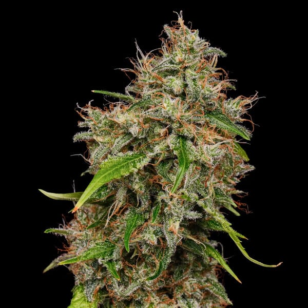 HONEY CREAM FAST X100 ROYAL QUEEN SEEDS