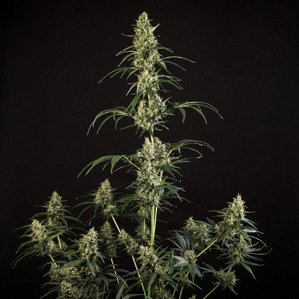 HULKBERRY AUTO X1 ROYAL QUEEN SEEDS