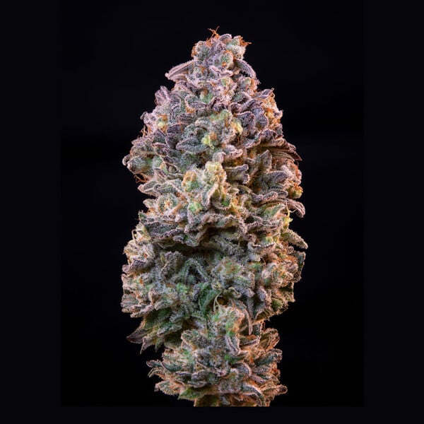 ICE FEM X1 ROYAL QUEEN SEEDS