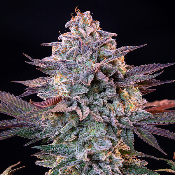 ICE FEM X1 ROYAL QUEEN SEEDS