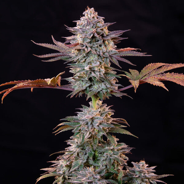 ICE FEM X1 ROYAL QUEEN SEEDS