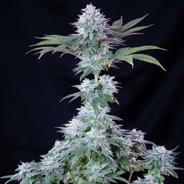 ICE FEM X1 ROYAL QUEEN SEEDS