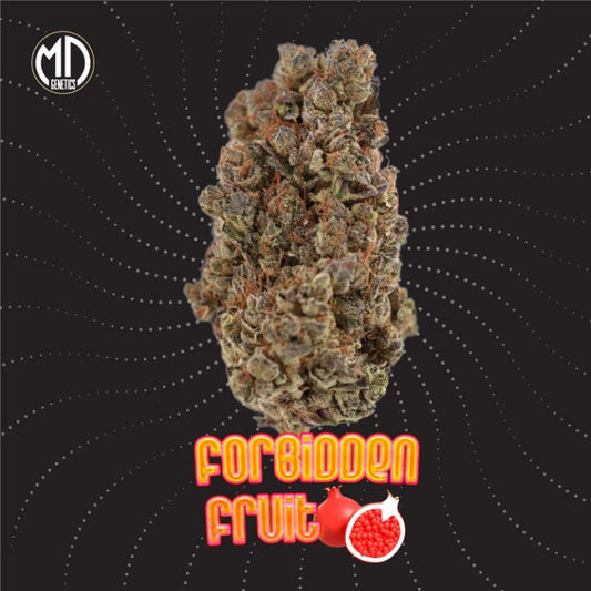 FORBIDEN FRUIT FEM X2 MD GENETICS