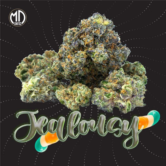 JEALOUSY FEM X5 MD GENETICS