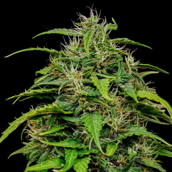 JOANNE´S CBD FEM X1 ROYAL QUEEN SEEDS