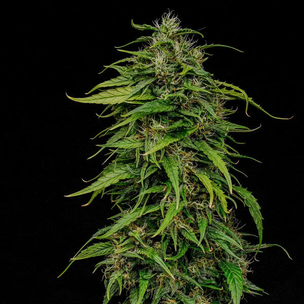JOANNE´S CBD FEM X1 ROYAL QUEEN SEEDS