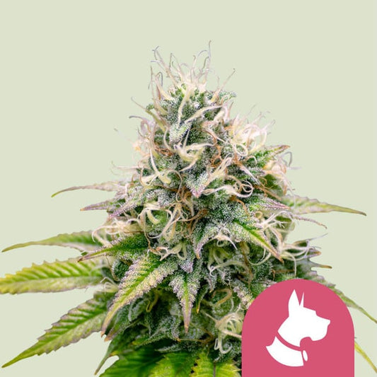 KALI DOG FEM X10 ROYAL QUEEN SEEDS