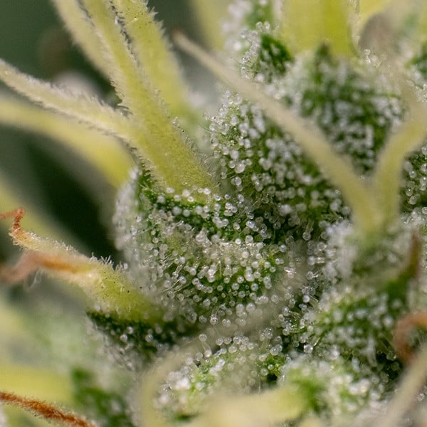 KALI DOG FEM X10 ROYAL QUEEN SEEDS