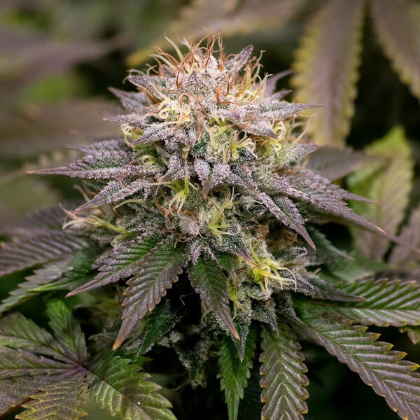 KALI DOG FEM X10 ROYAL QUEEN SEEDS