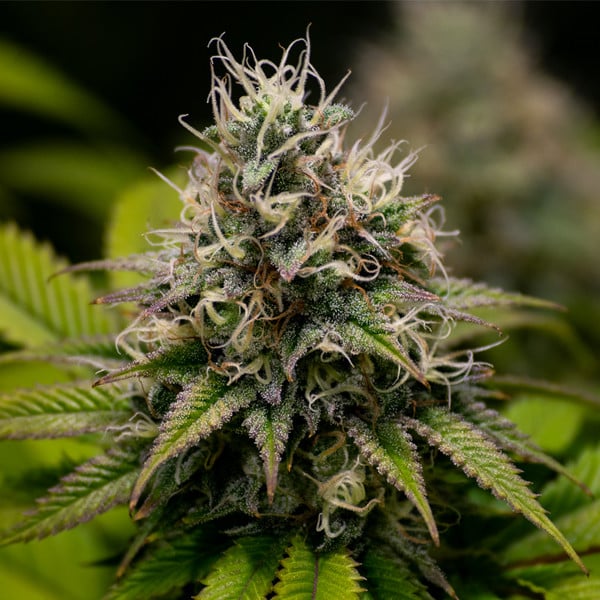 KALI DOG FEM X10 ROYAL QUEEN SEEDS