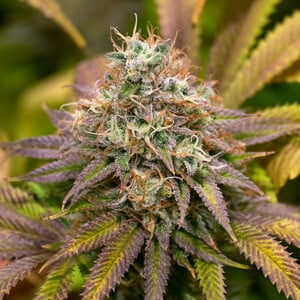 KALI DOG FEM X5 ROYAL QUEEN SEEDS