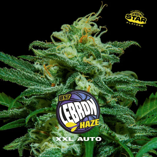 LEBRON HAZE XXL AUTO X12 BSF SEEDS