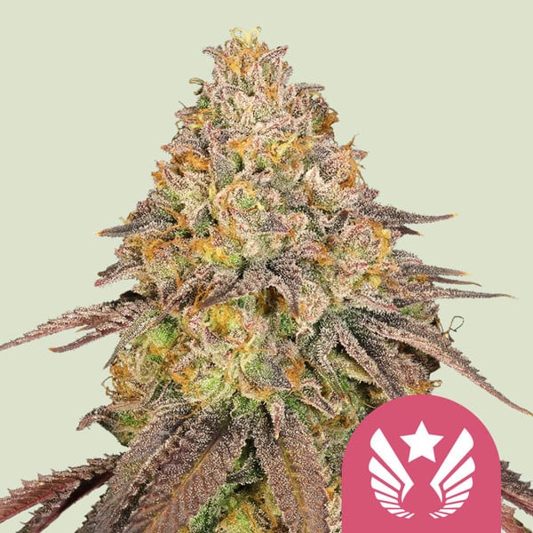 LEGENDARY OG PUNCH FEM X5 ROYAL QUEEN SEEDS