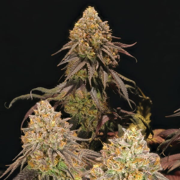 LEGENDARY OG PUNCH FEM X5 ROYAL QUEEN SEEDS