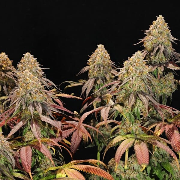 LEGENDARY OG PUNCH FEM X5 ROYAL QUEEN SEEDS