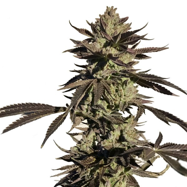 LEGENDARY OG PUNCH FEM X5 ROYAL QUEEN SEEDS