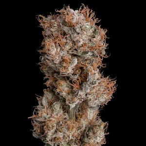 LEMON SHINING SILVER HAZE FEM X3 ROYAL QUEEN SEEDS