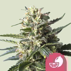 LEMON SHINING SILVER HAZE FEM X3 ROYAL QUEEN SEEDS