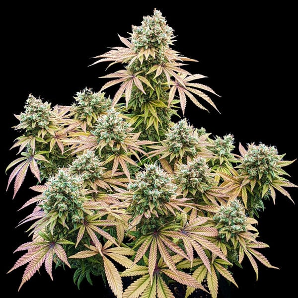 LEMON SHINING SILVER HAZE FEM X3 ROYAL QUEEN SEEDS