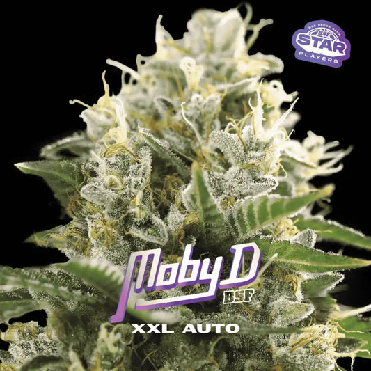 MOBY-D XXL AUTO X4 BSF SEEDS