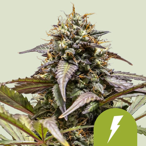 NORTH THUNDERFUCK AUTO X10 ROYAL QUEEN SEEDS