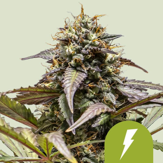 NORTH THUNDERFUCK AUTO X1 ROYAL QUEEN SEEDS