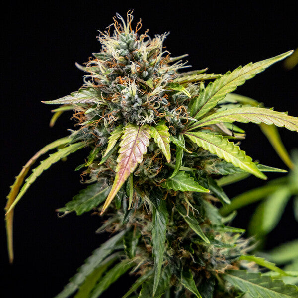 NORTH THUNDERFUCK AUTO X10 ROYAL QUEEN SEEDS