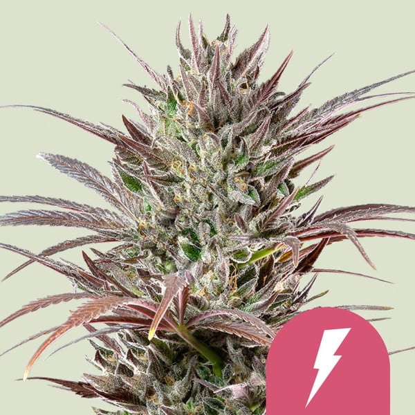 NORTH THUNDERFUCK FEM X10 ROYAL QUEEN SEEDS