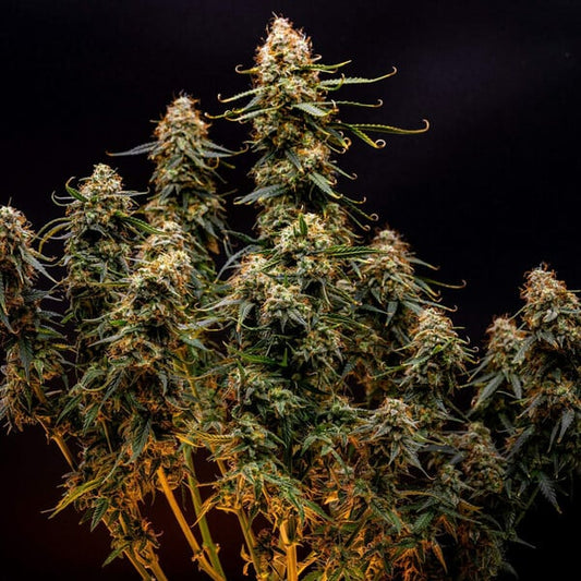 NORTHERN LIGHT AUTO X10 ROYAL QUEEN SEEDS
