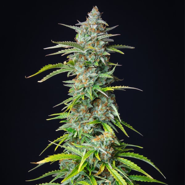 NORTHERN LIGHT AUTO X10 ROYAL QUEEN SEEDS