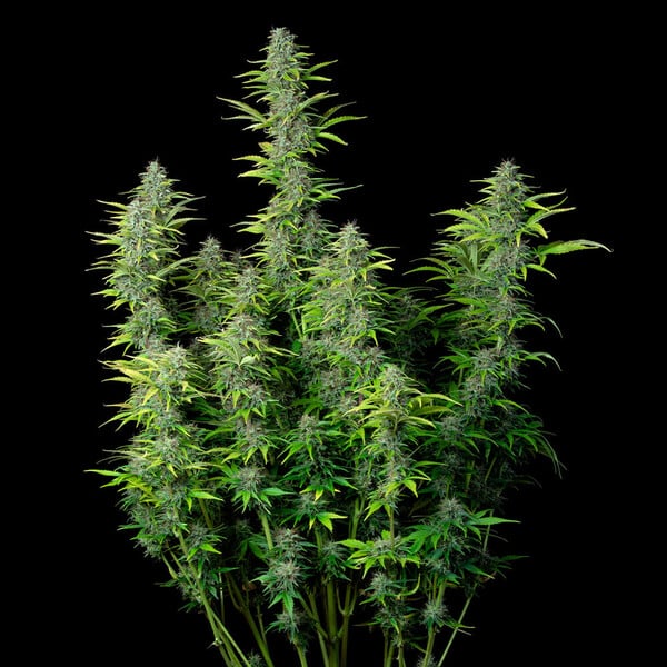 NORTHERN LIGHT AUTO X10 ROYAL QUEEN SEEDS