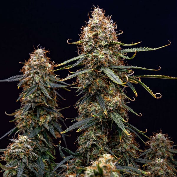 NORTHERN LIGHT AUTO X10 ROYAL QUEEN SEEDS