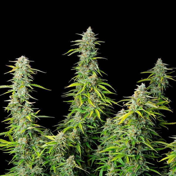 NORTHERN LIGHT AUTO X10 ROYAL QUEEN SEEDS
