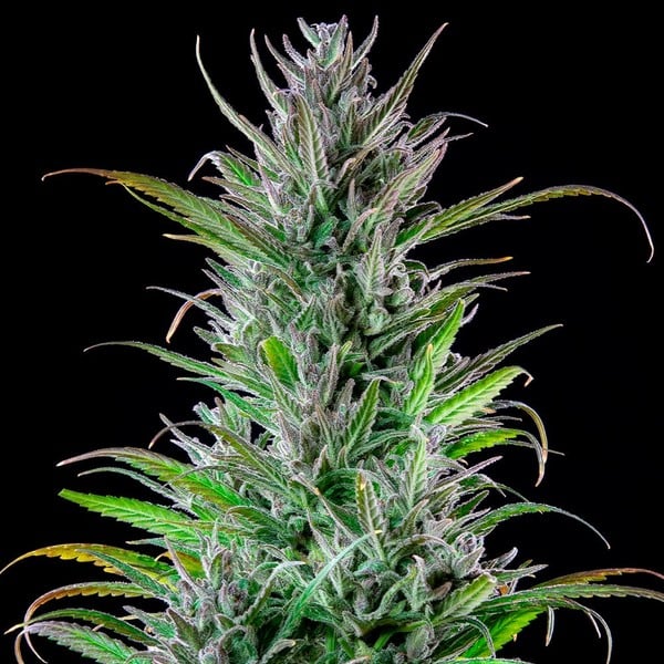 NORTHERN LIGHT FEM X3 ROYAL QUEEN SEEDS