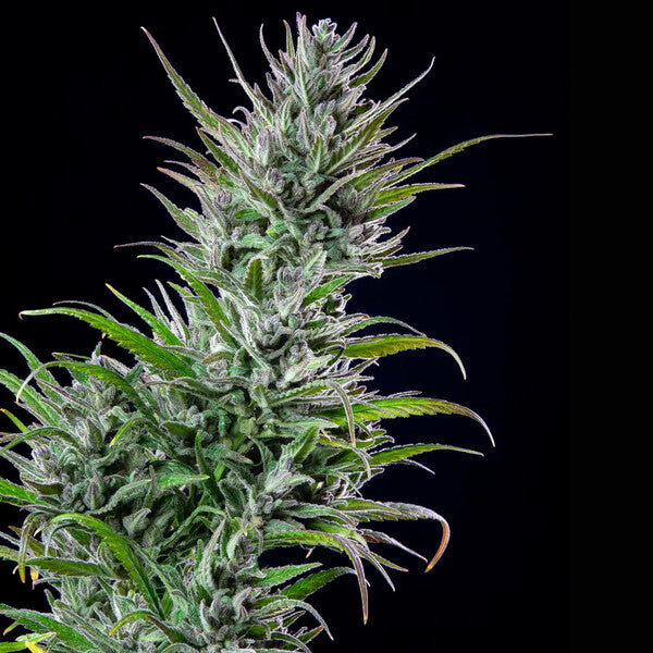 NORTHERN LIGHT FEM X3 ROYAL QUEEN SEEDS