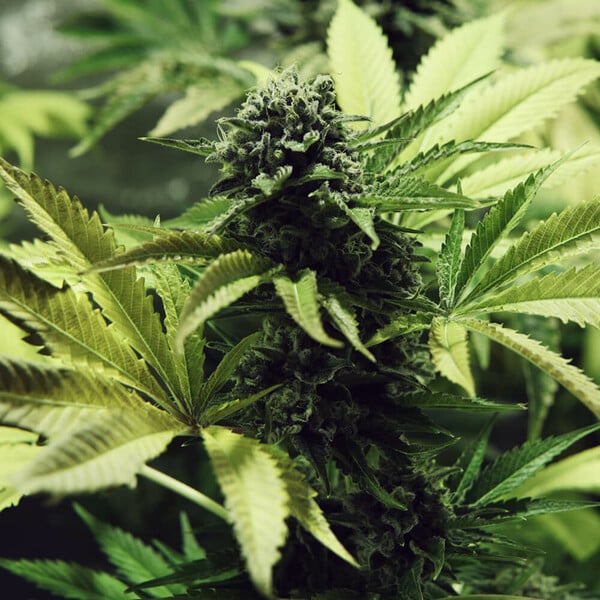 NORTHERN LIGHT FEM X3 ROYAL QUEEN SEEDS