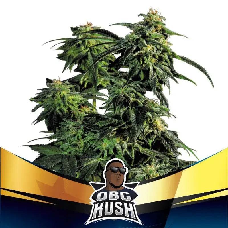 FASTER AND FURIOUS FASTER MIX X12 BSF SEEDS