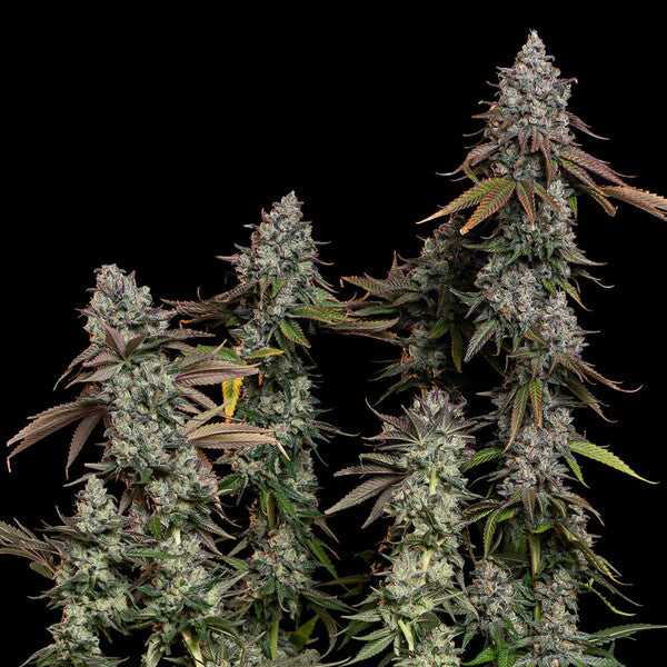 OG KUSH FEM X100 ROYAL QUEEN SEEDS