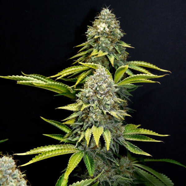 OG KUSH FEM X100 ROYAL QUEEN SEEDS