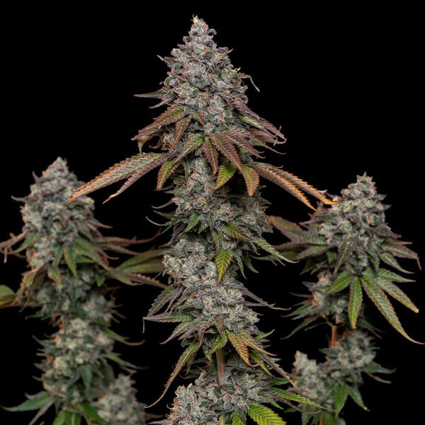 OG KUSH FEM X100 ROYAL QUEEN SEEDS