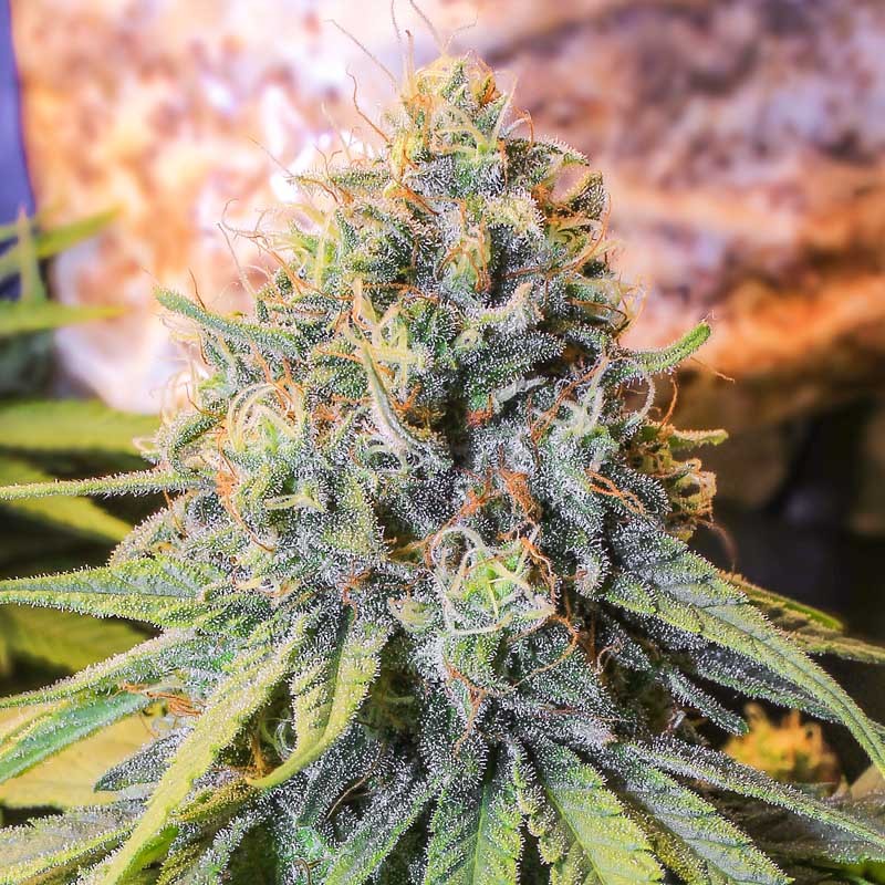 ONLY CBD 3+1 FEM EVA SEEDS