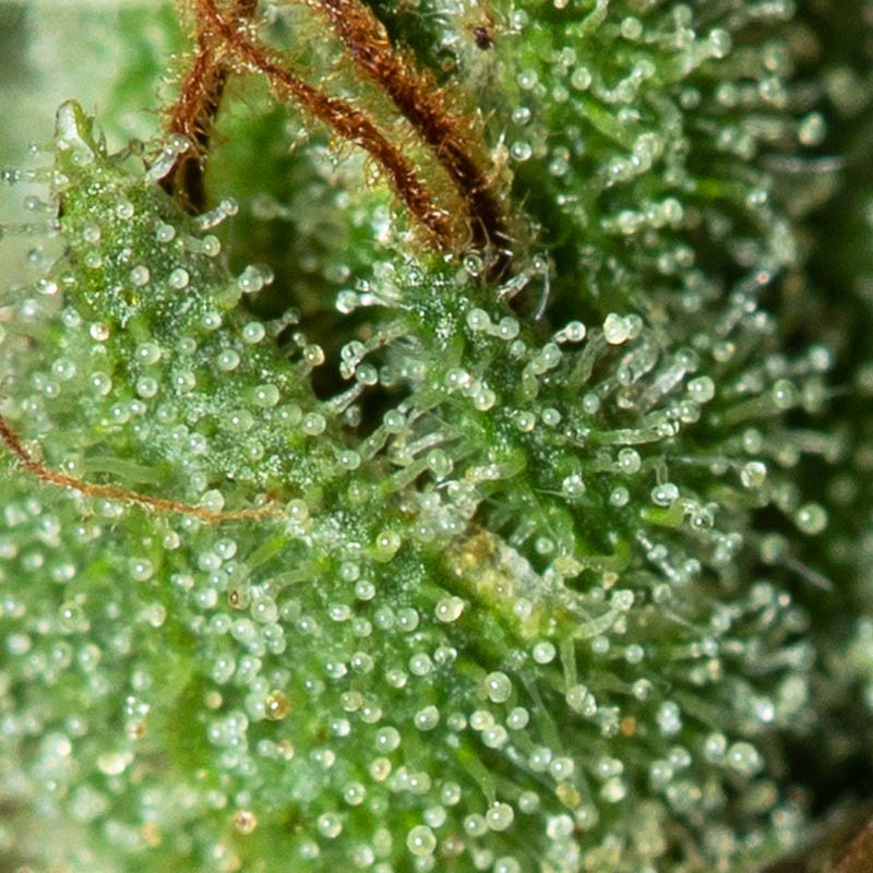 ONLY CBD 3+1 FEM EVA SEEDS