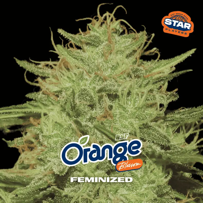 ORANGE BLOSSOM FEM X12 BSF SEEDS