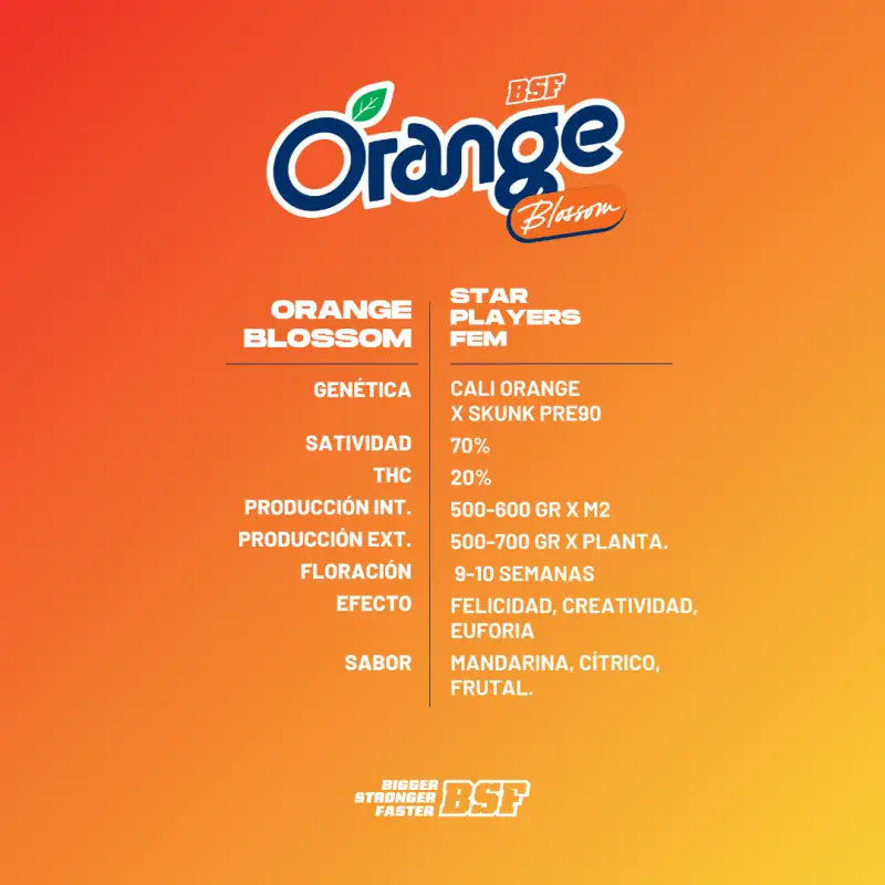 ORANGE BLOSSOM FEM X12 BSF SEEDS