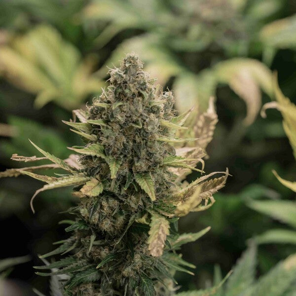 PINEAPPLE KUSH FEM X1 ROYAL QUEEN SEEDS