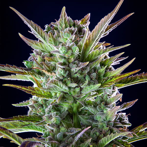 PINEAPPLE KUSH FEM X1 ROYAL QUEEN SEEDS