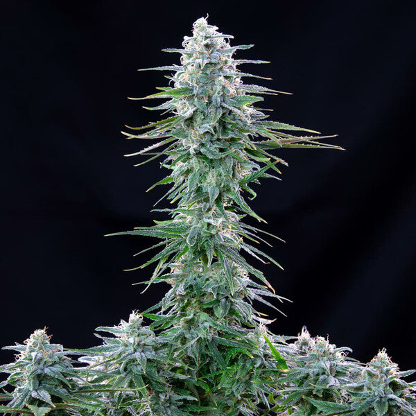 POWER FLOWER FEM X10 ROYAL QUEEN SEEDS