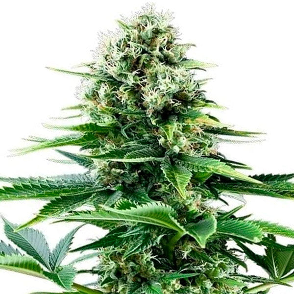 POWER FLOWER FEM X10 ROYAL QUEEN SEEDS
