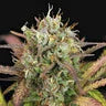 PURPLE PUNCH AUTO X1 ROYAL QUEEN SEEDS