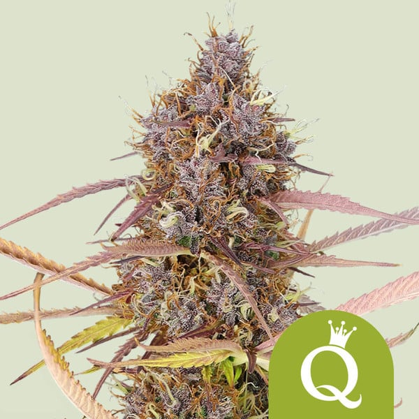 PURPLE QUEEN AUTO X1 ROYAL QUEEN SEEDS
